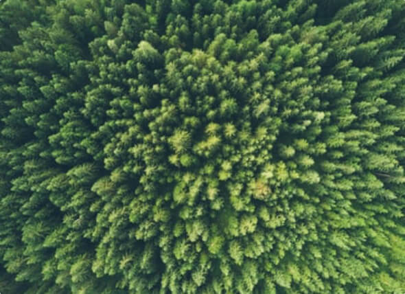 Compromisso e desenvolvimento sustentável